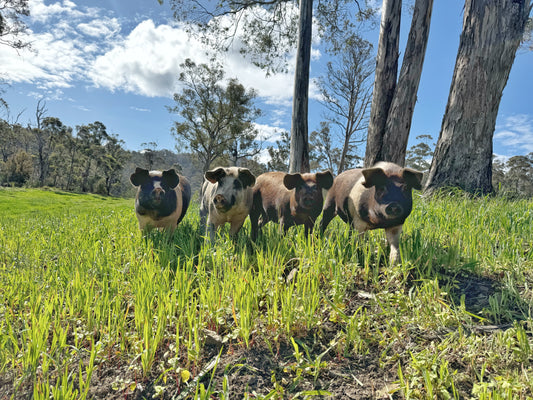 Rystin Hill Farm | Baby Back Ribs