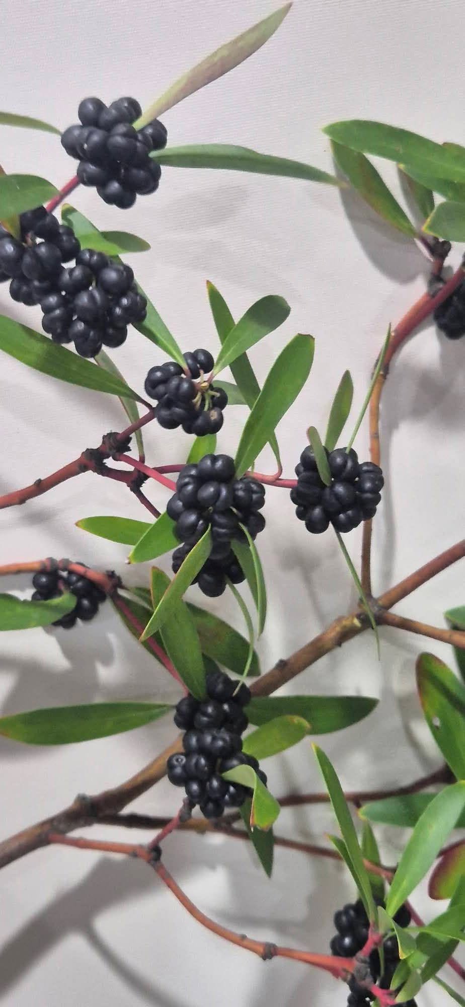 Tasmanian Wild Pepperberries