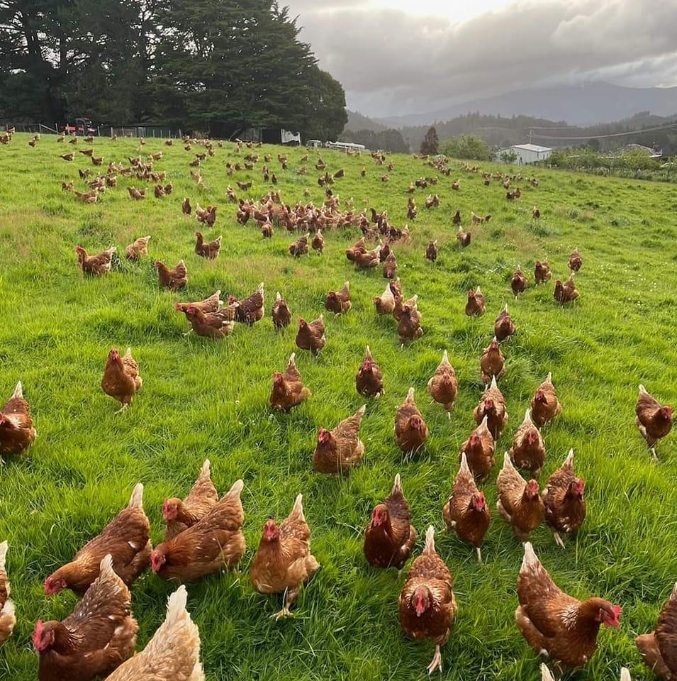 Clucking Good Eggs