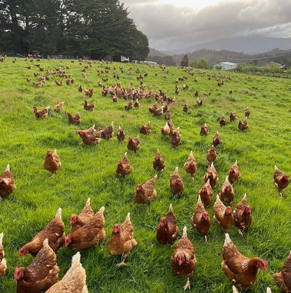 Clucking Good Eggs