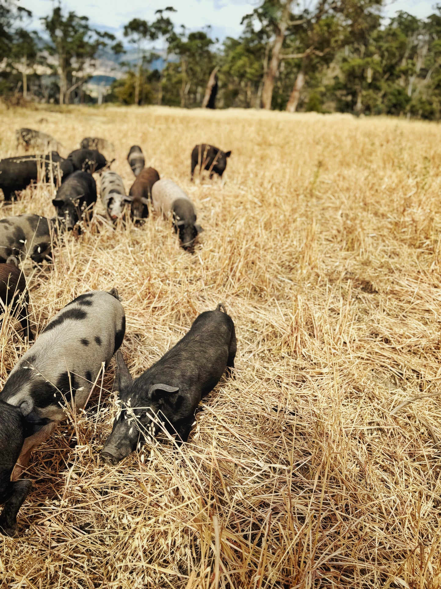 Rystin Hill Farm | Pork Rump Steak