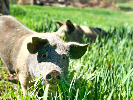 Rystin Hill Farm | Pork Back Fat