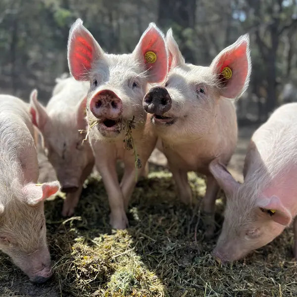 Rystin About Rystin Hill Farm – The Pork Hut, Tasmania