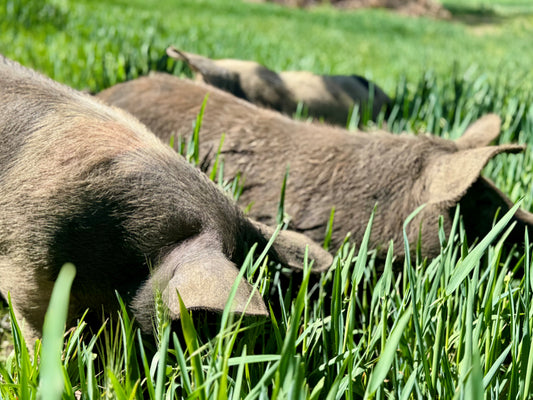 Rystin Hill Farm | Boneless Leg Roast