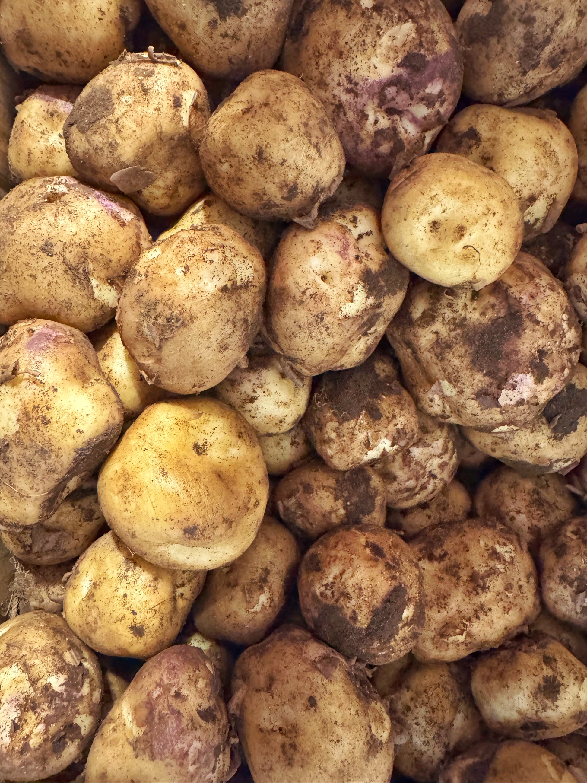 spray free potatoes, chemical free potatoes, spuds , tasmanian potatoes
